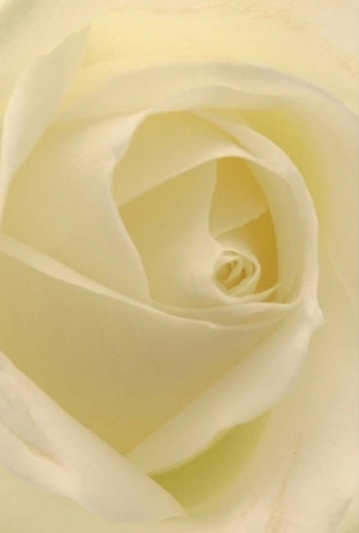 Viewed in luminous detail, this white rose-carefully arranged by Homerton florists-is an emblem of gentle elegance, its petals curling inward in a perfect spiral reminiscent of the winding paths along the River Lea. Lights and soft shadows interplay across the creamy surface, making each layer appear almost to glow with a steady, inner radiance. The outermost petals are nearly see-through, their delicate structure accentuated by the skillful placement that only a seasoned local florist can achieve. There's a quiet harmony in how ivory tones transition to subtle washes of cream and soft lemon deeper in the bloom, creating the effect of daybreak gently lighting the flower from within. Handling this rose, one senses both its tender fragility and its quiet fortitude-a balance that makes it perfect for a thoughtful bouquet of sympathy, a romantic overture, or a refined centrepiece at a Homerton gathering. This is a flower that seems to encapsulate a heartfelt message when words aren't enough. The suggested fragrance is pure and unobtrusive, akin to morning air drifting through Millfields Park. Every thoughtfully placed petal tells a story of care and intention: an offering crafted not just for beauty, but for resonance with the emotions and moments significant to the Homerton community.